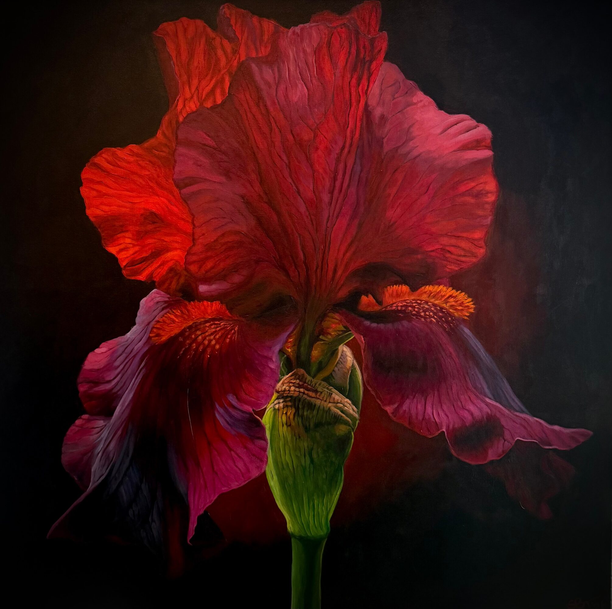 A vibrant red and pink iris flower with ruffled petals against a dark background.