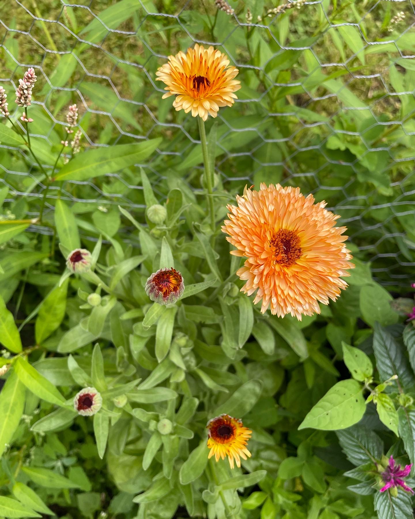 Two orange flowers with ruffled petals among green leaves and stems in a garden setting.