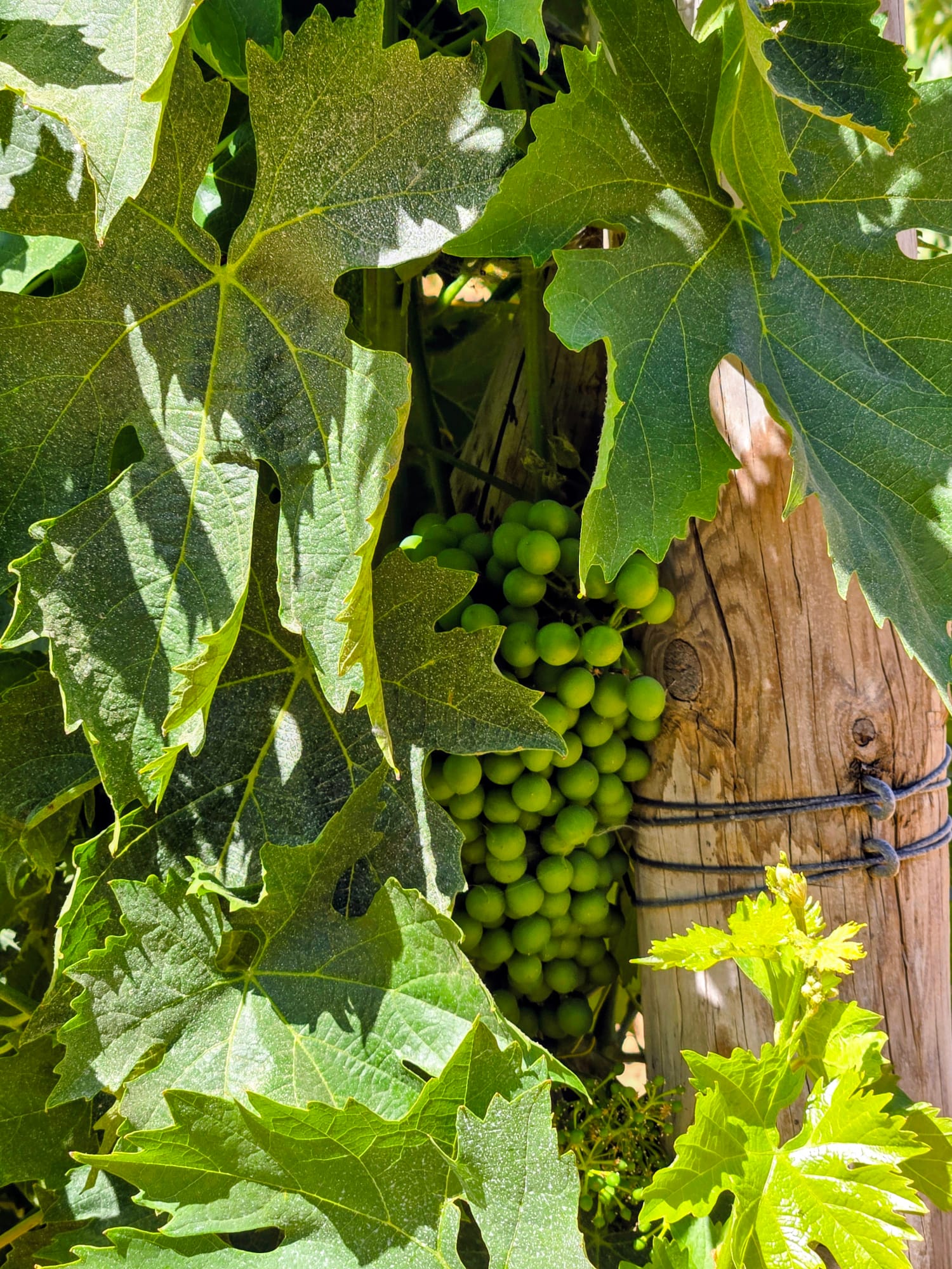 Green grape cluster hanging behind large green leaves and a wooden post, sunlight filtering through leaves.