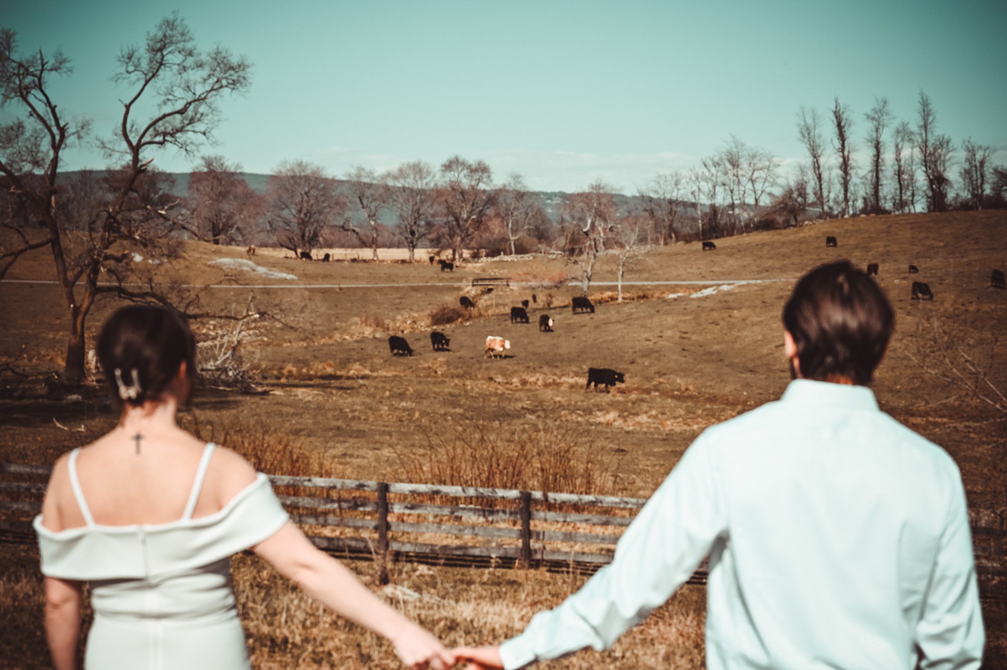 A couple holding hands and looking at a rural landscape with cows, trees, and open fields.