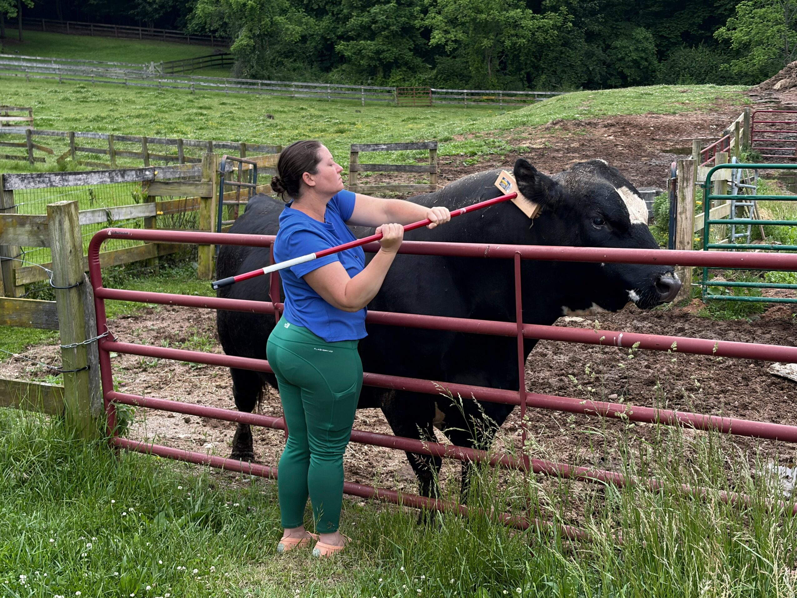 Young woman in blue shirt and green pants interacts with a black horse through a red metal fence in a grassy outdoor area.