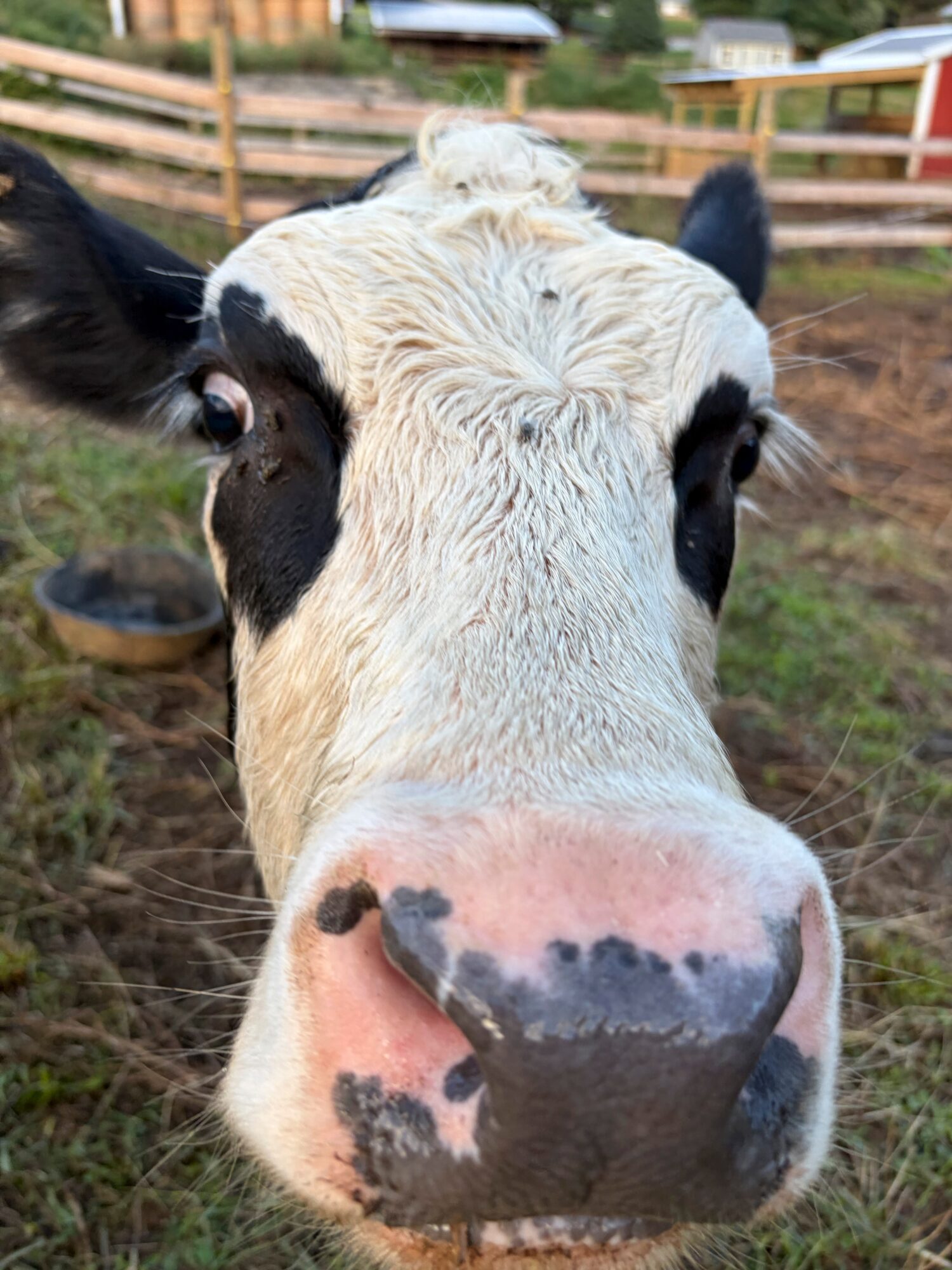 Close-up of a cow's face with black and white markings, large nose, and ears, outdoors in a farm setting.