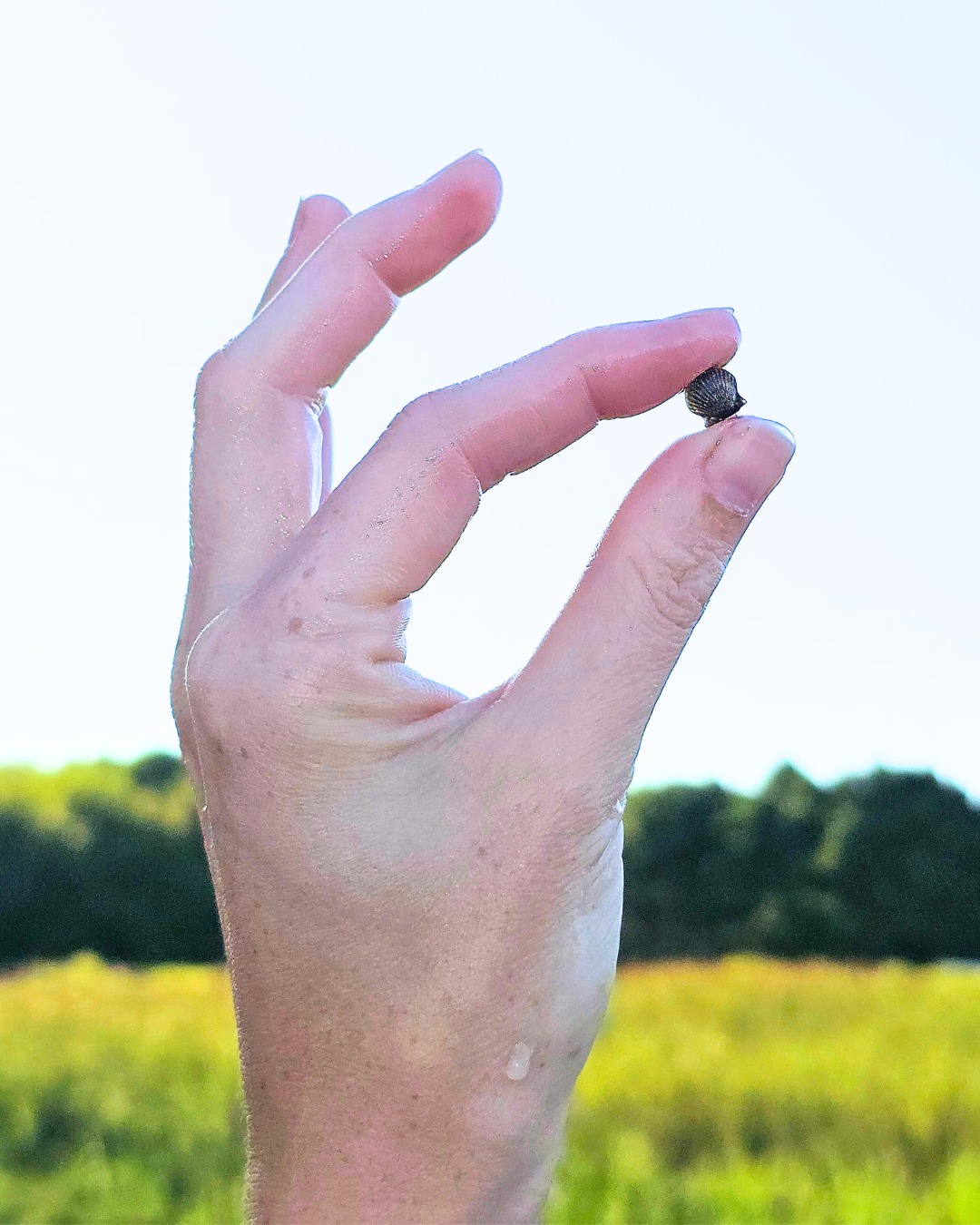 Hand holding a small object between thumb and index finger against a background of green and yellow fields and blue sky.