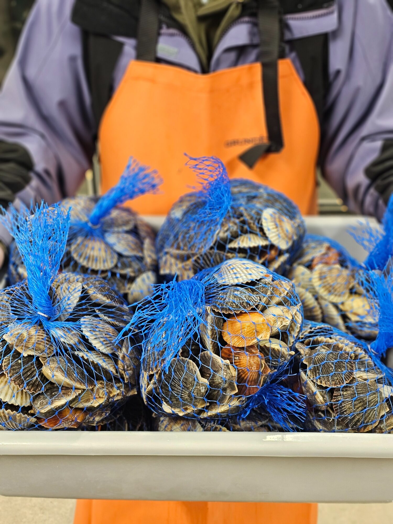 Person wearing an orange apron and purple jacket, holding a tray of blue mesh bags filled with shellfish.