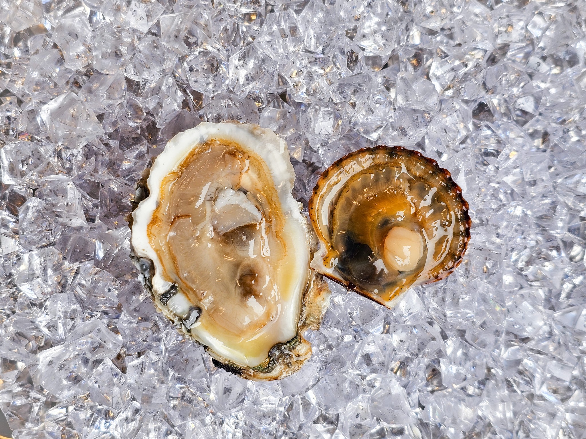 Two oysters on ice, one open showing the inside, the other closed, on crushed ice surface.
