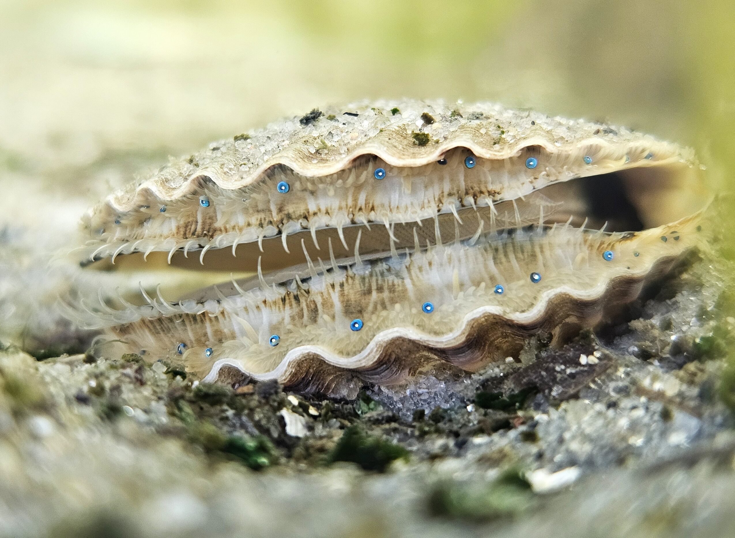 Close-up of a shell with textured surface and small blue dots, partially open, on a natural ground surface.