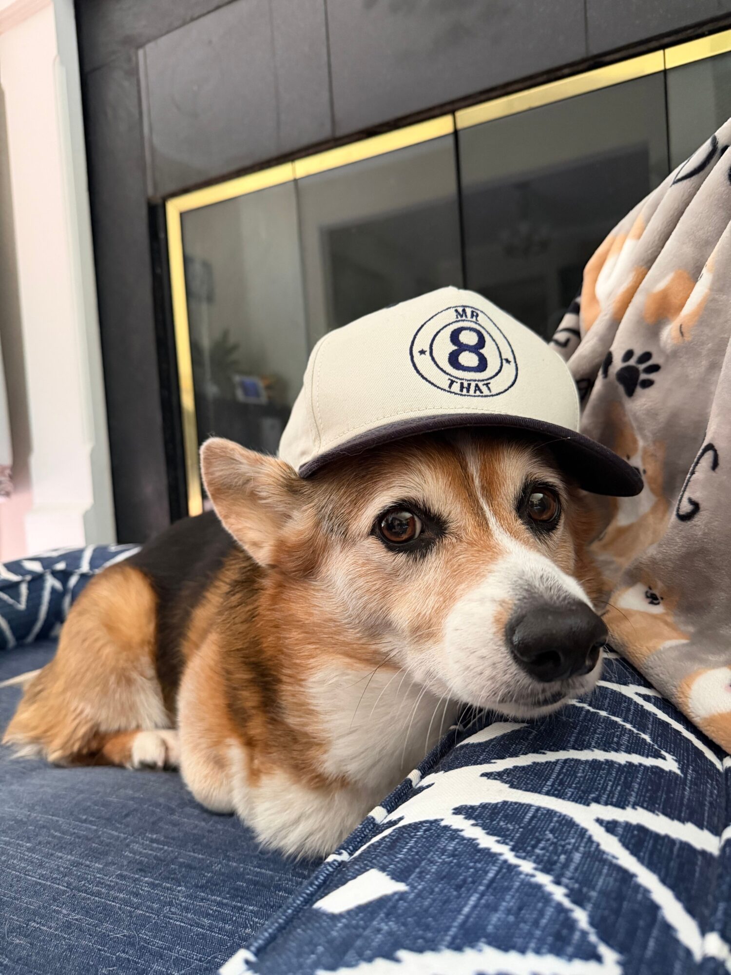 Dog wearing a white cap with a logo, sitting on a person's lap, looking at the camera.