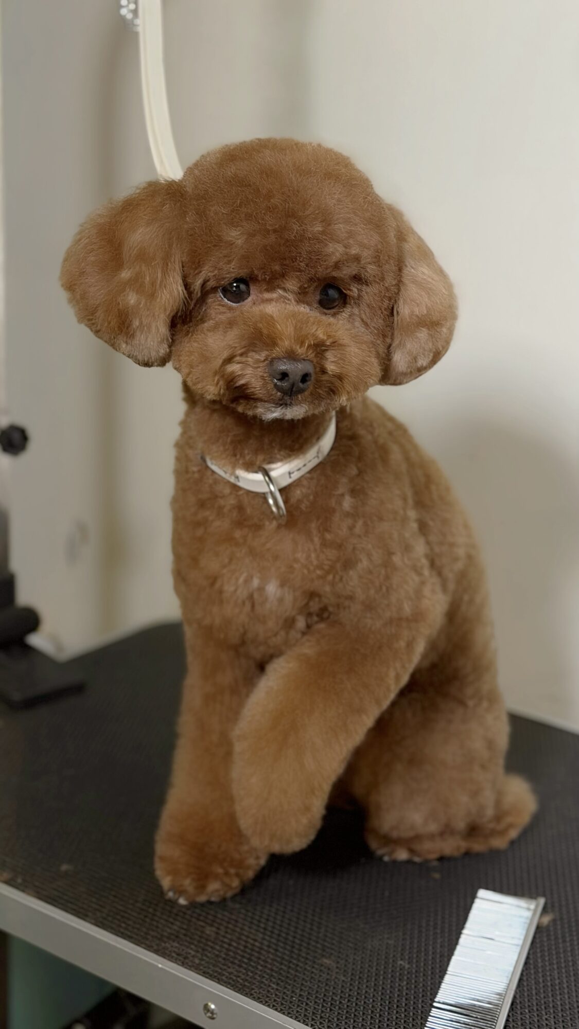 Small brown dog standing on a black grooming table beside a white wall.