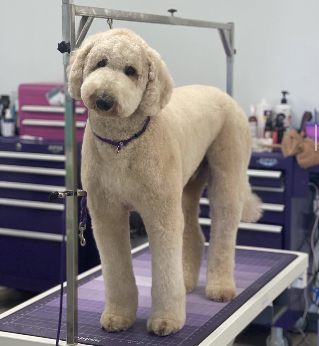 Cream-colored curly-haired dog standing on a grooming table in a room with cabinets and grooming supplies.