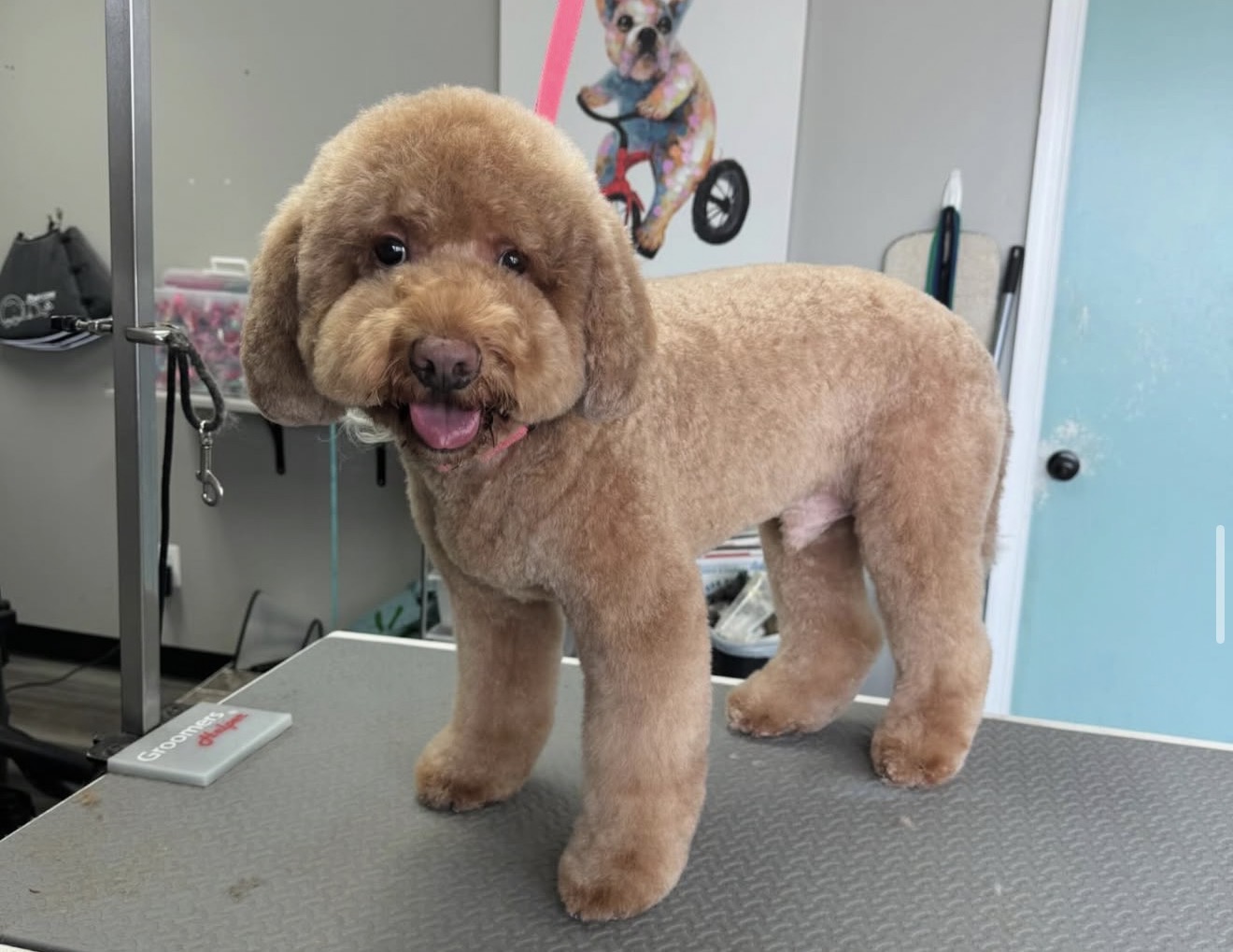 A fluffy brown dog stands on a grooming table in a room.