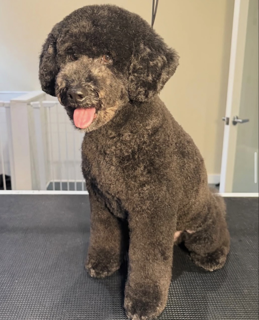 A curly-haired dark brown dog sits on a gray carpet with its tongue out.